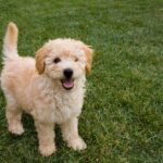 tan puppy