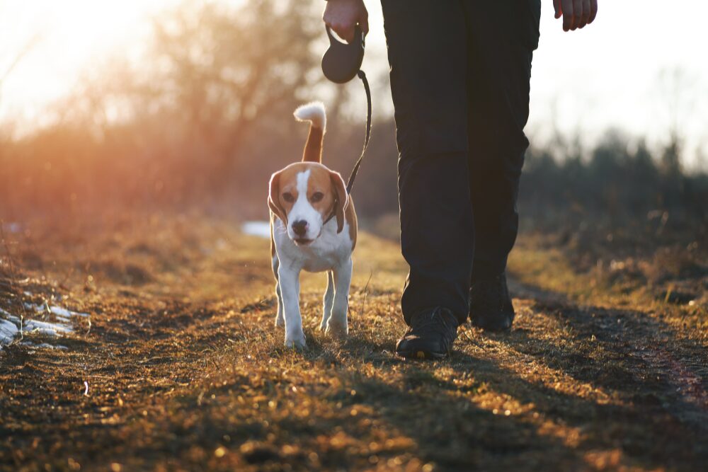 dog on leash on walk
