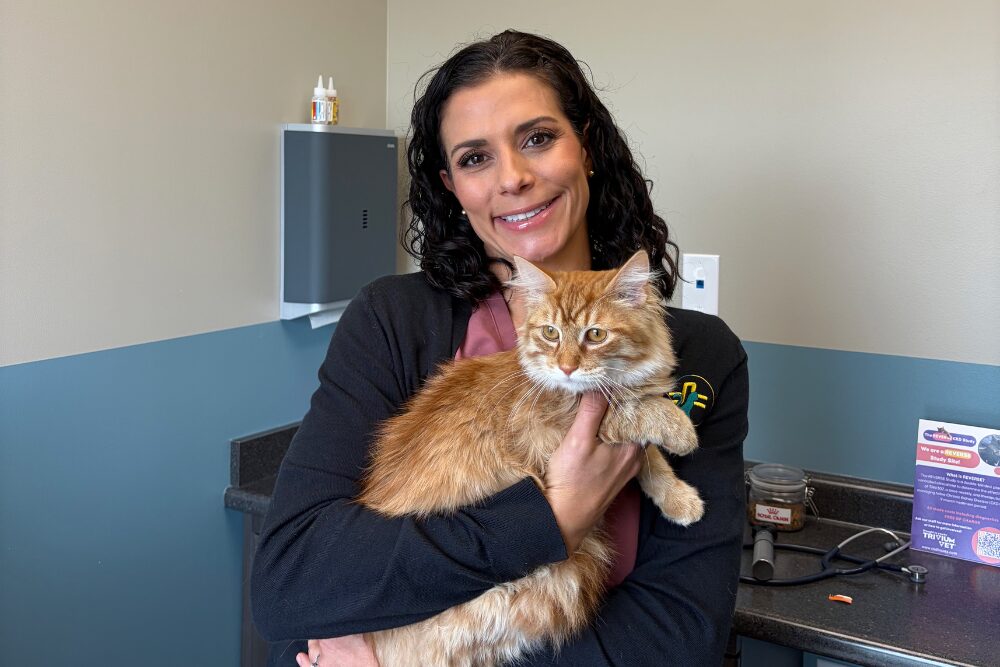 feline specialist holding cat