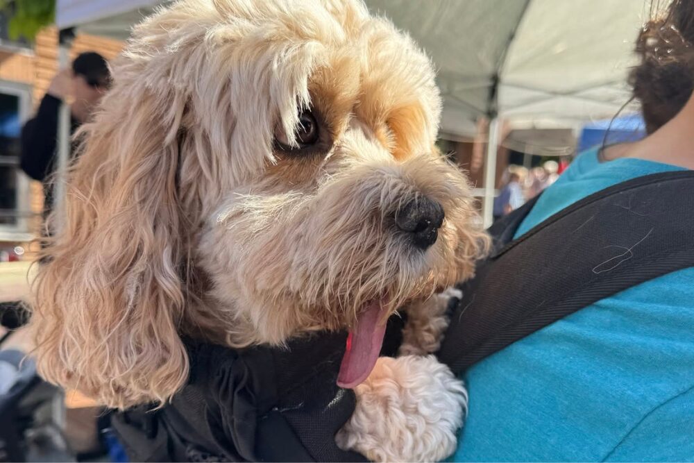 dog in backpack at dublin barkers market