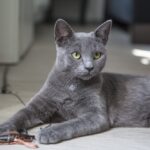grey cat laying down