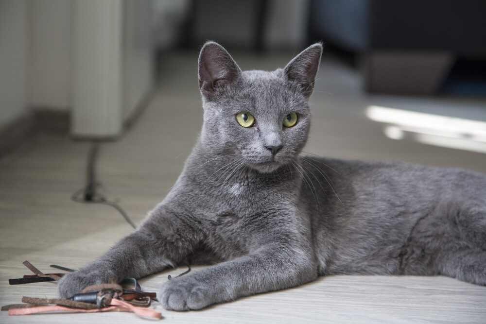 grey cat laying down